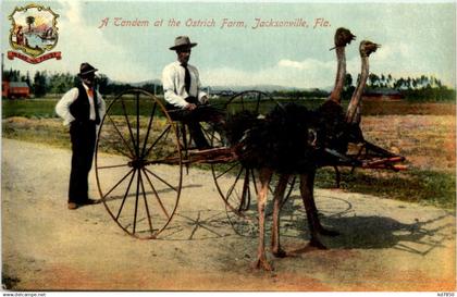 A Tandem at Ostrich Farm - Jacksonville