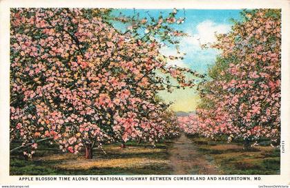 ETATS-UNIS - Apple blossom time the national highway between Cumberland and Hagerstown - Colorisé - Carte Postale