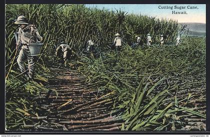 AK Hawaii, HI, Cutting Sugar Cane