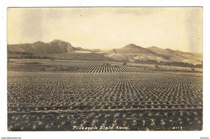 PHOTO CARD HAWAI Pineapple field  KAUAI