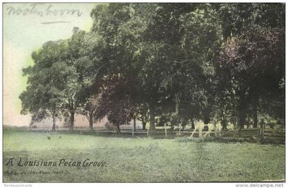 Louisiana Pecan Grove (1930s)