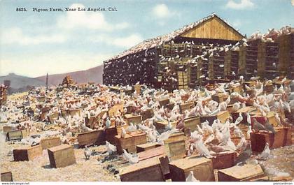 Usa - Near Los Angeles (CA) Pigeon Farm