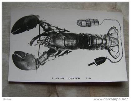 US - LOBSTER -   A Maine Lobster     D87814