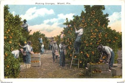 Miami - Picking Oranges