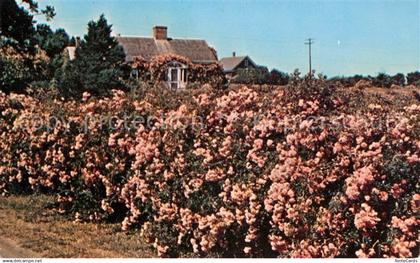 73123710 Cape Cod Mass. Rose covered Cottage Cape Cod Mass.