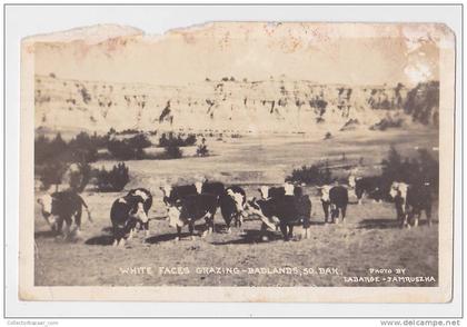 [W1033] USA South Dakota Real Photo Vintage postcard - signed by Labarge & Jamruszka - Cows Rodeo cattle