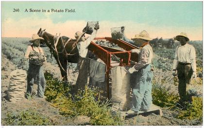 A SCENE IN A POTATO FIELD . PUBLISHED BY SPOKANE POST CARD CO. SPOKANE , WASHINGTON