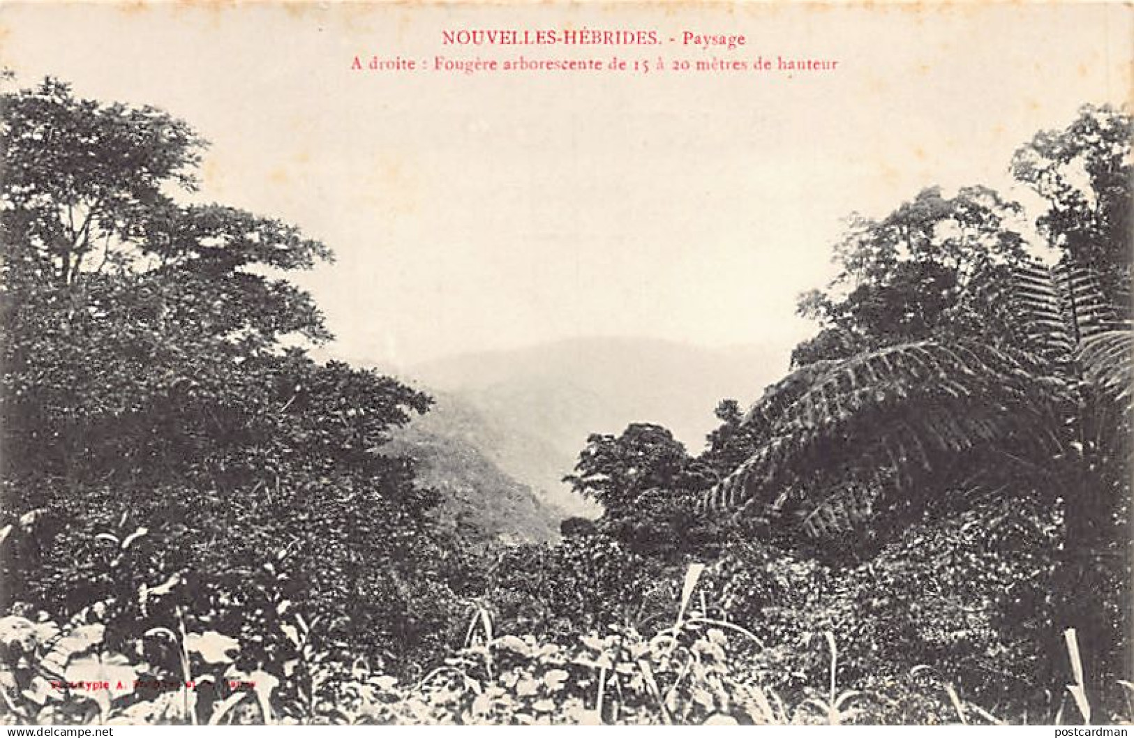 Vanuatu - New Hebrides - Landscape - Giant fern - Publ. A. Bergeret