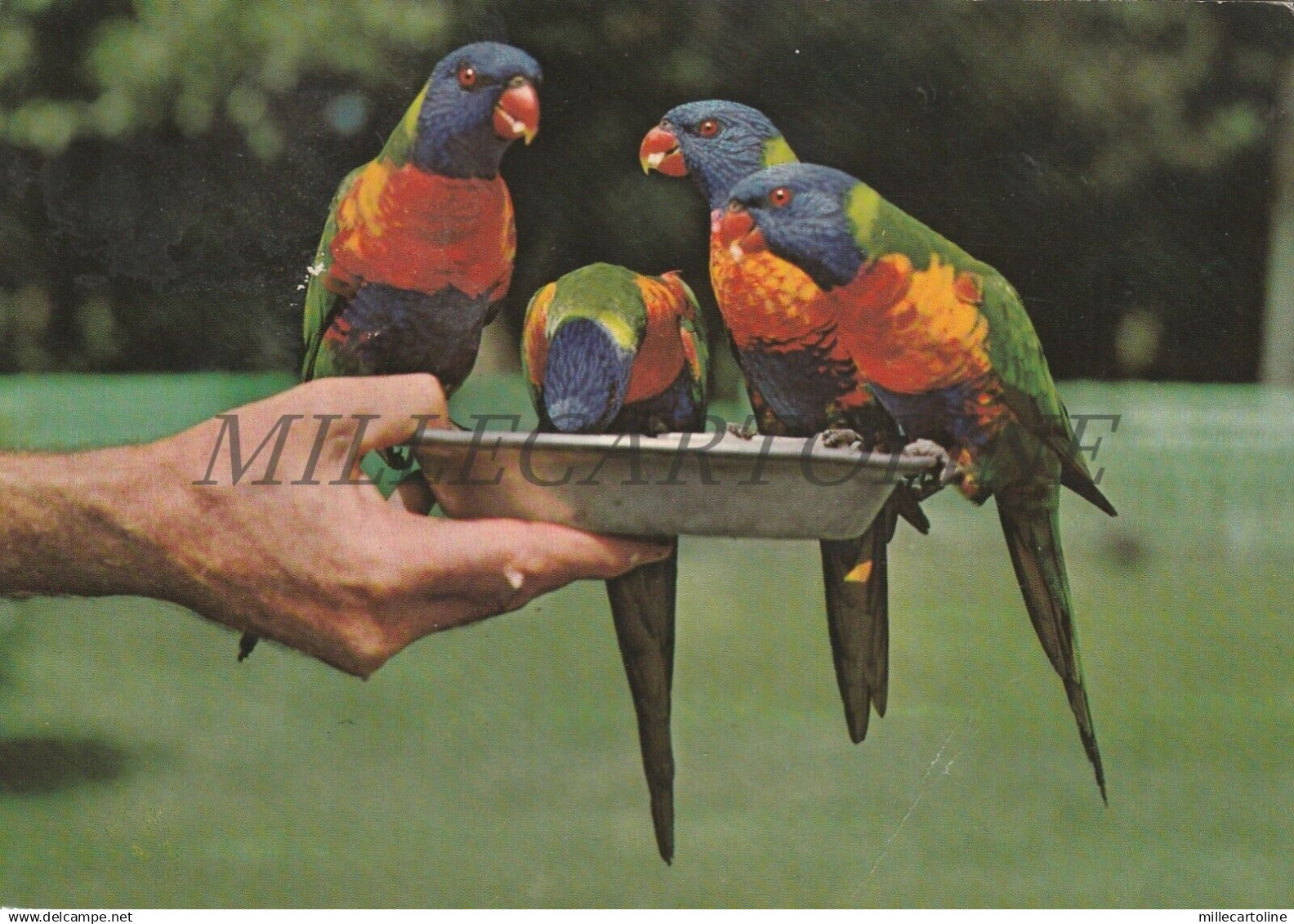 VENEZUELA - Guacamayos, Parrots