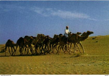 PC CPA U.A.E. , CAMEL CARAVAN, Modern Postcard (b22469)