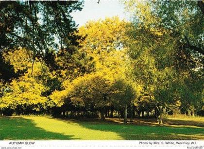 Autumn Trees Glow Wormley Village Herts Hertfordshire Womens Institute Postcard