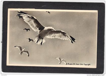 Royaume Uni - carte photo studio St Ives - oiseau - expédiée de St Ives