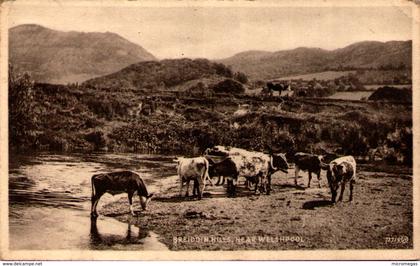 Breiddin Hills, near Welshpool