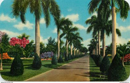 United States FL Florida Australian Pines stately palms