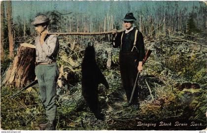 PC US, MAINE, BRINGING BLACK BRUIN BACK, Vintage Postcard (b54485)