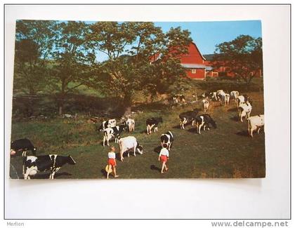 US -MO - Spickard -  Missouri  - Cows  -VF   D58125