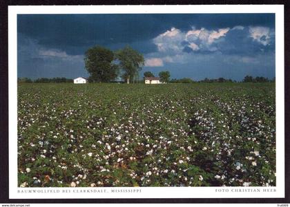 AK 001725 USA - Mississippi - Baumwollfeld bei Clarksdale