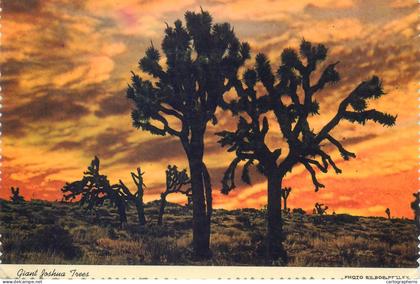 Postcard United States AZ - Arizona > Phoenix giant Joshua trees