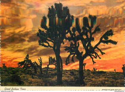 Postcard United States AZ - Arizona > Phoenix giant Joshua trees