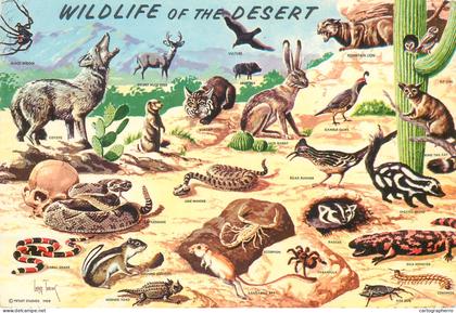 Postcard United States > AZ - Arizona > Phoenix wild life in Southwestern desert