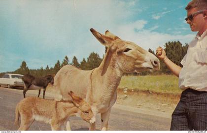 Donkey Feeding in Custer State Park South Dakota