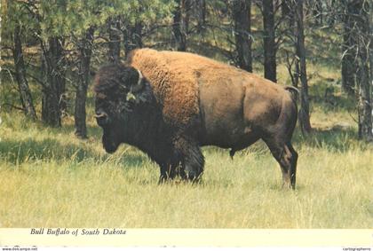 Postcard United States > SD - South Dakota > Bull Buffalo