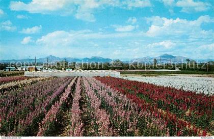 73051255 Phoenix Arizona Japanese Flower Gardens Phoenix Arizona