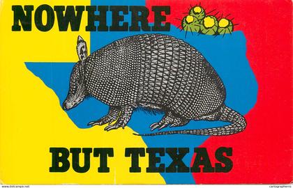 United States TX Texas armadillo