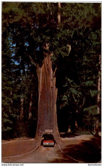 Chandelier Drive-Thru Tree