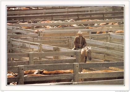 CPM - AMARILLO - Cattle in the corral