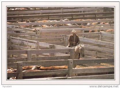 TEXAS , AMARILLO , Troupeau au corral