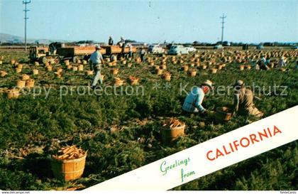 73131644 Grand Canyon Carrot Harvest Grand Canyon