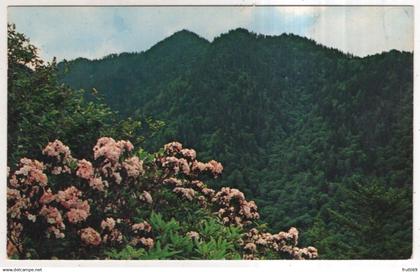 AK 237007 USA - Mountain Laurel - Great Smokey Mountains National Park