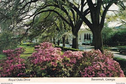 Royal Oaks Drive Savannah Georgia USA Postcard