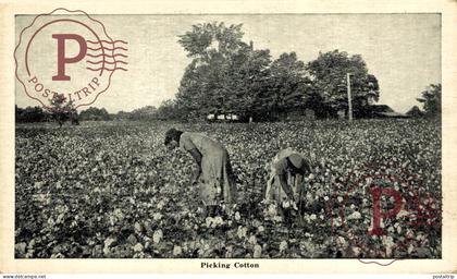 PICKING COTTON   Black Americana   afro americana coleccionblack