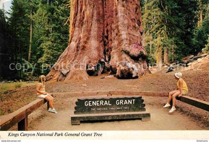 72903734 Kings_Canyon_National_Pk General Grant Tree