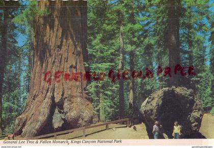 ETATS UNIS AMERIQUE - GENERAL LEE TREE & FALLEN MONARCH  KINGS CANYON NATIONAL PARK - CALIFORNIE