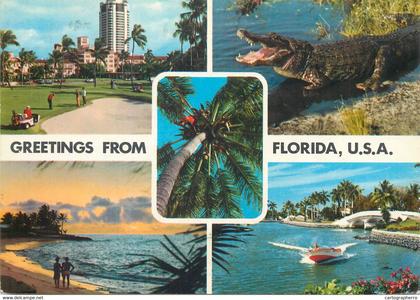 Postcard United States > FL - Florida aligator multi view 1981