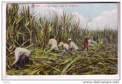 HAWAII , Cutting sugar cane in Hawaii , Coupe des canes à sucre