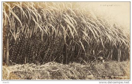 HI Hawaii, Sugar Cane Growing, c1920s/40s Vintage Real Photo Postcard