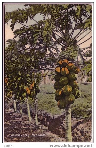 HAWAII , Papaia trees , Honolulu