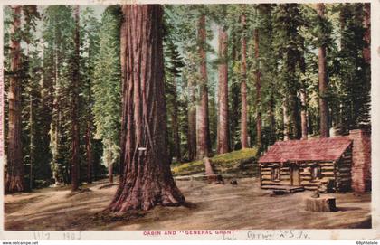 USA 1905 CARTE POSTALE DE KINGS KANYON  CABIN  AND "GENERAL GRANT" TREE