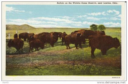 Lawton OK Oklahoma, Buffalo American Bison, Wichita Game Reserve, on c1930s Vintage Postcard