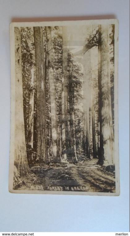 D159319 US Oregon -Forest in Oregon - 1923 - Pacific Photo Company  -Baker, Oregon