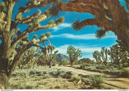 Postcard United States AZ - Arizona > Phoenix Joshua tree forest