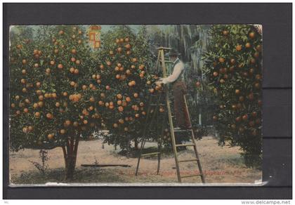 Etats Unis -  St Augustine - Garnet's Orange Grove