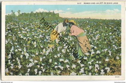 Cotton Field - Schwarze Baumwollpflücker - Published Asheville Post Card Co.