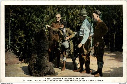 Yellowstone National Park Bear