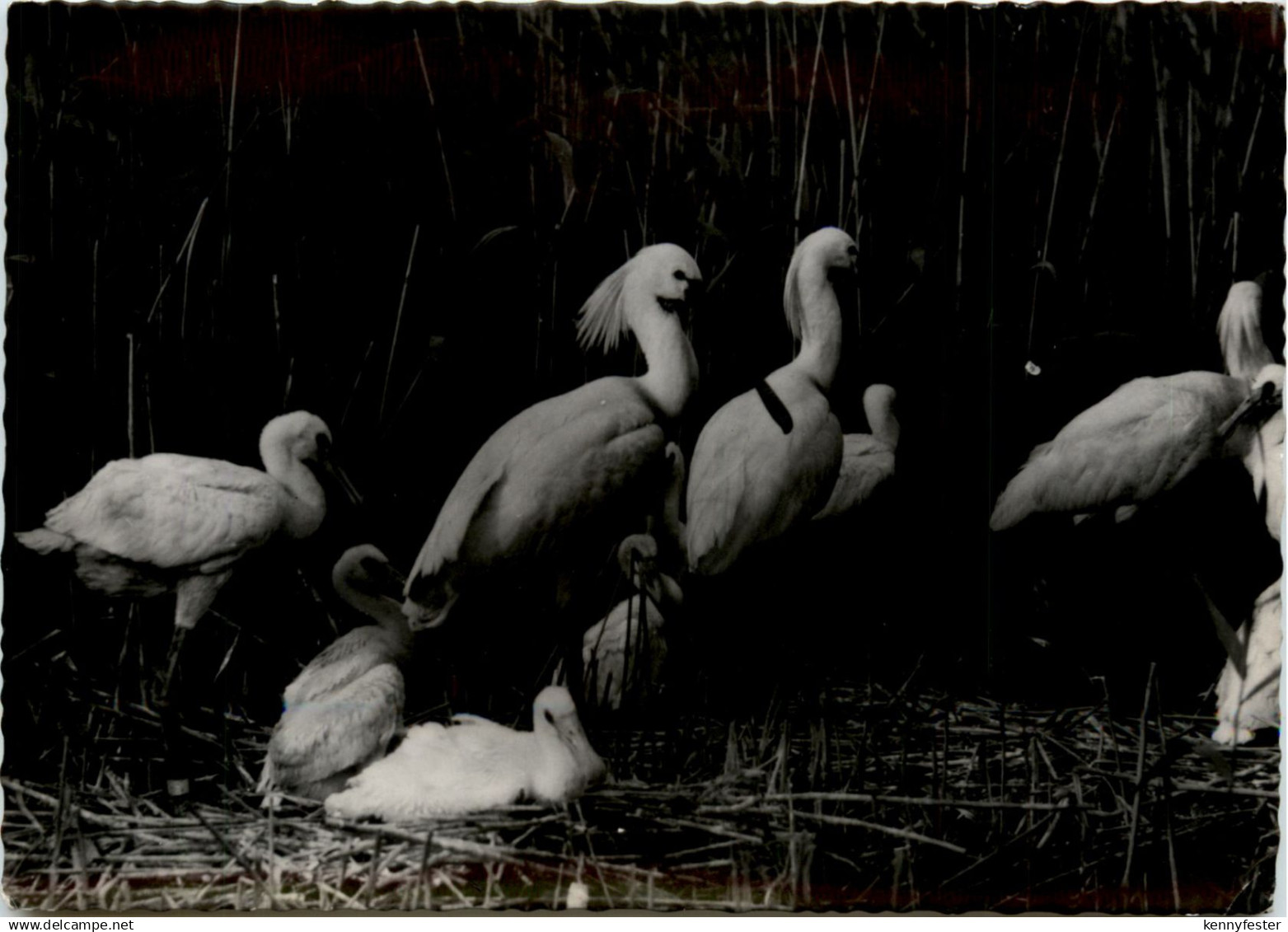 Vogelparadies am Neusiedlersee