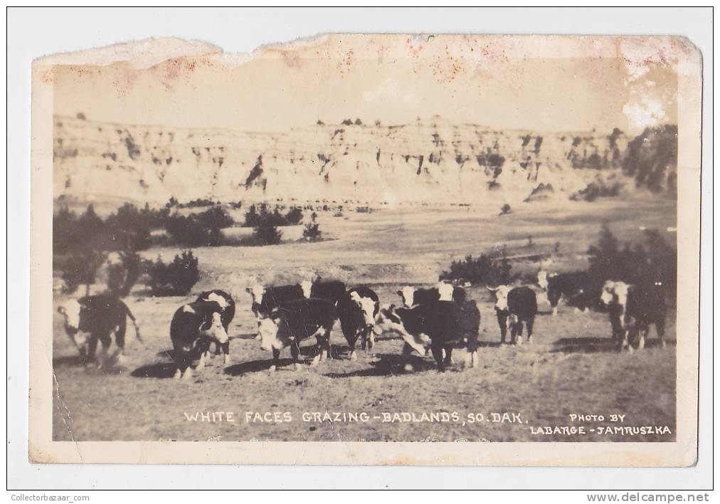 [W1033] USA South Dakota Real Photo Vintage postcard - signed by Labarge &amp; Jamruszka - Cows Rodeo cattle